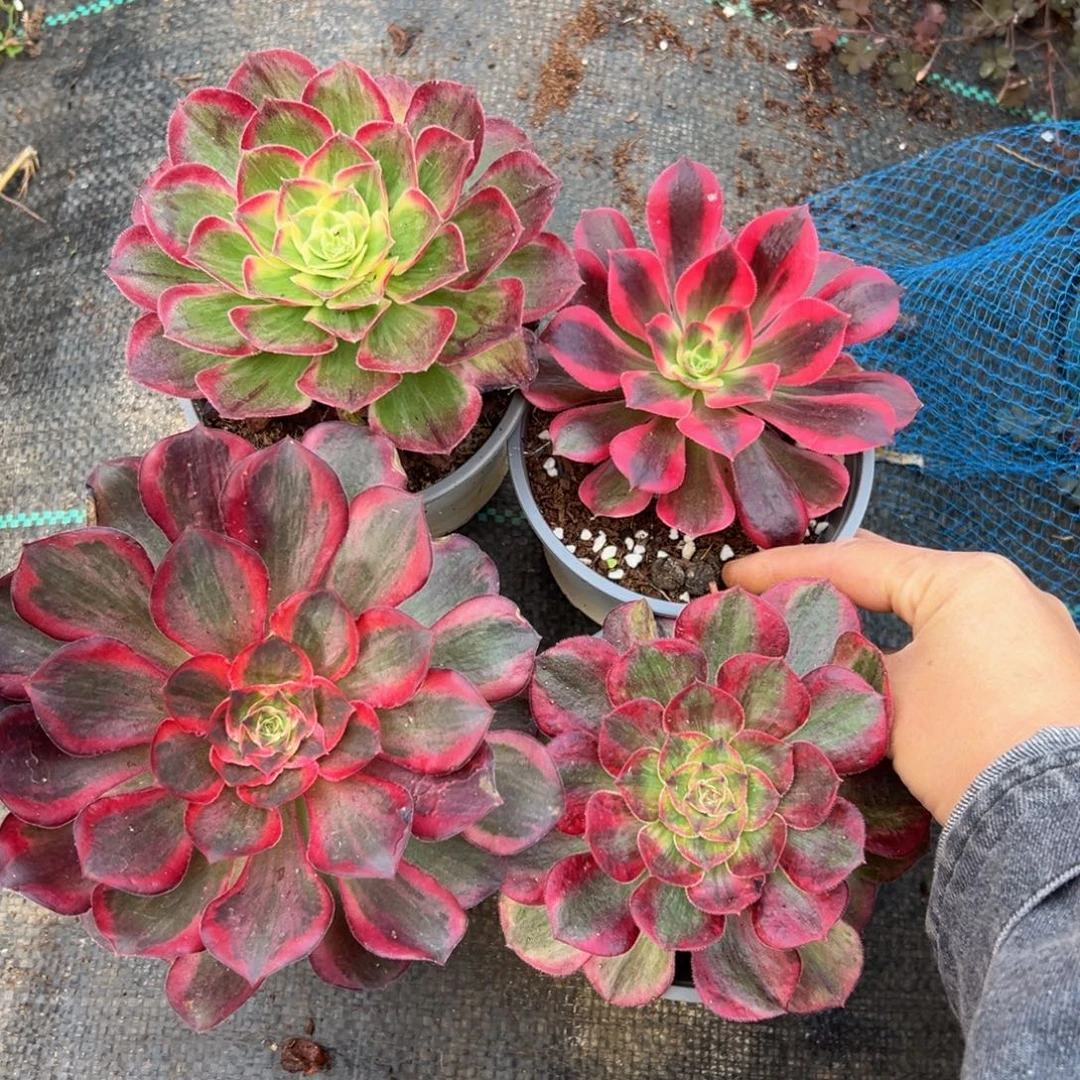 多肉植物000四颗小的