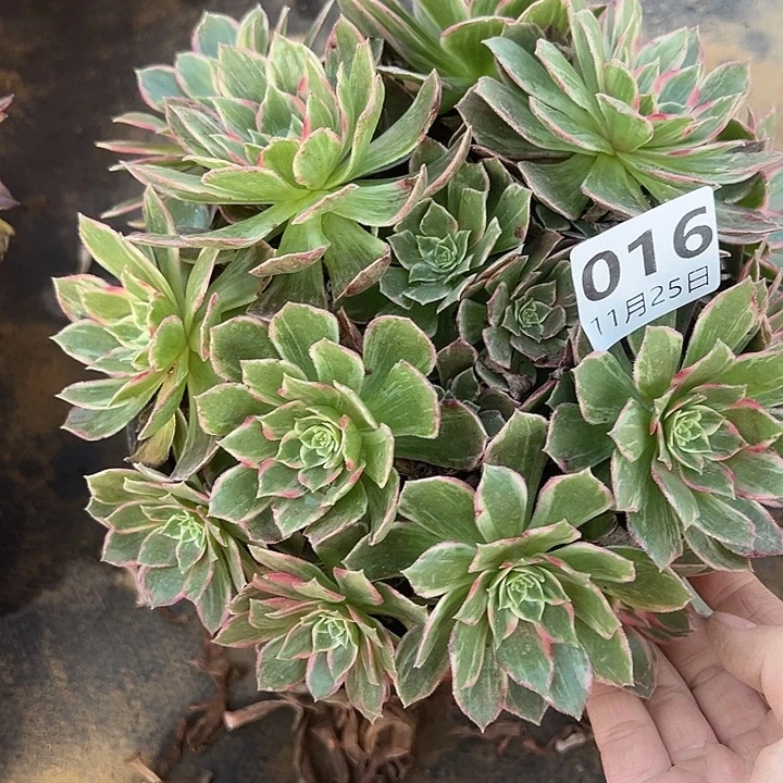11.25-16万花筒多肉植物1