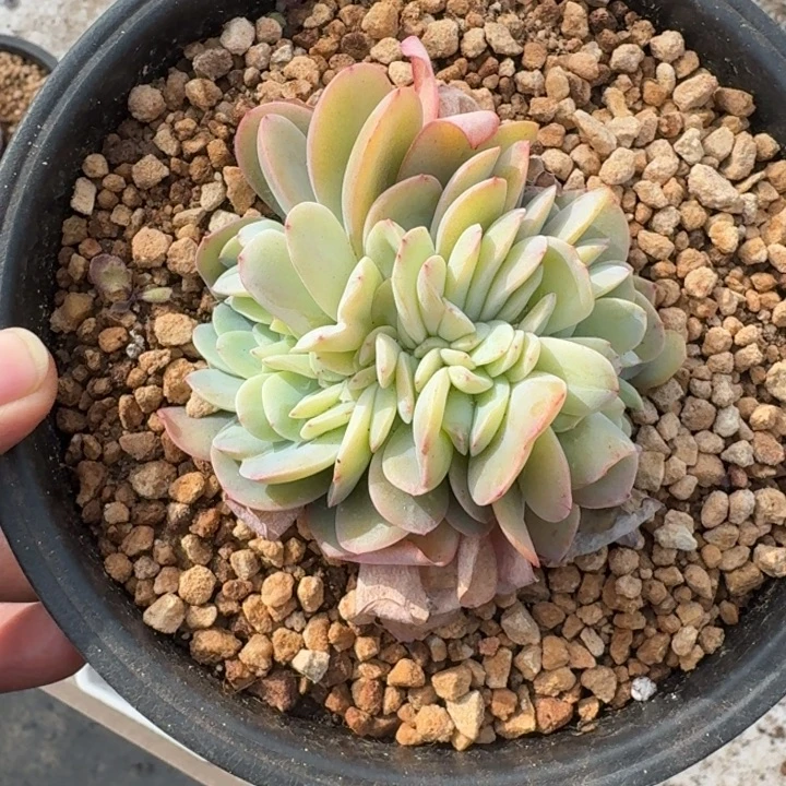 白凤缀化 一物一拍