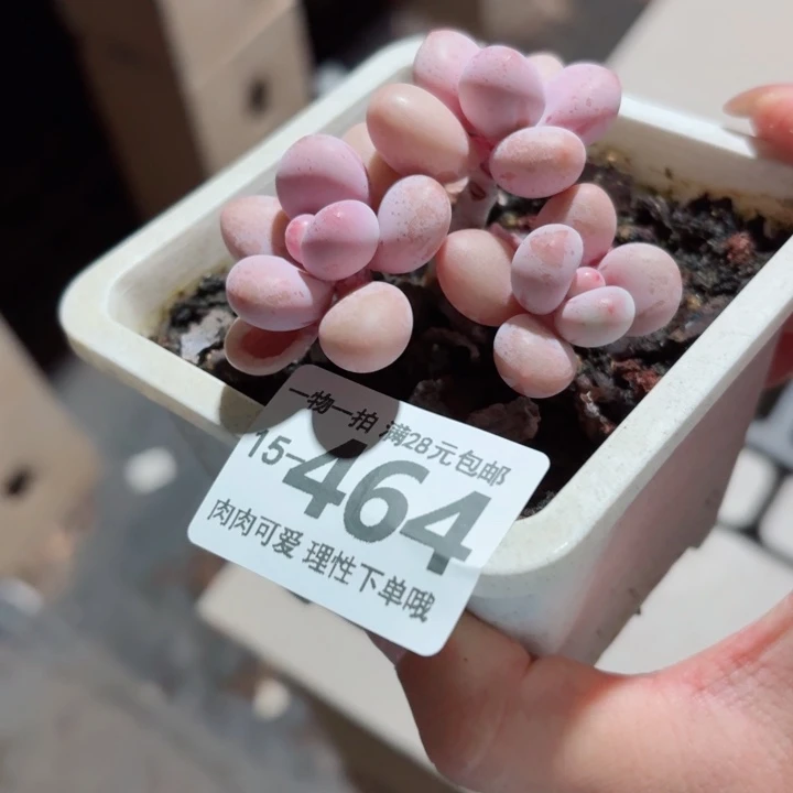 喵***了桃蛋无盆土发货多肉多