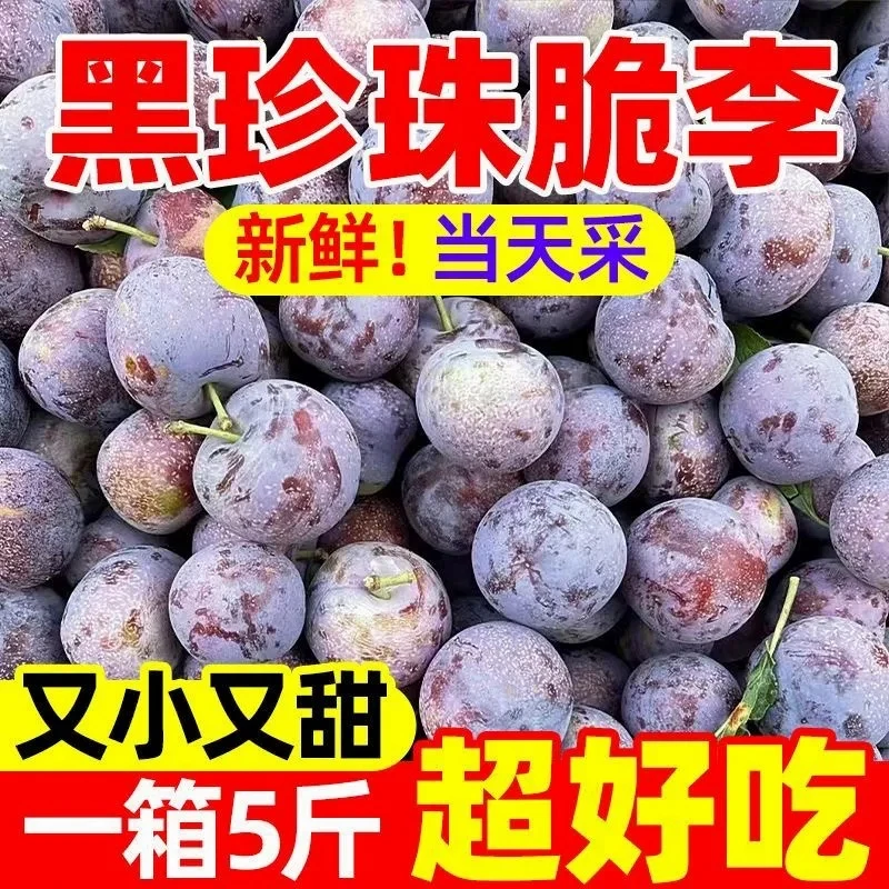 【珍珠脆李】四川正宗脱骨小脆红茵红李新鲜现摘脆甜多汁当季水果