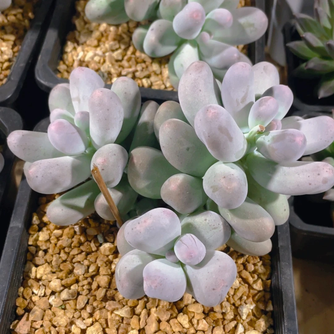 米克奶多肉植物一棵