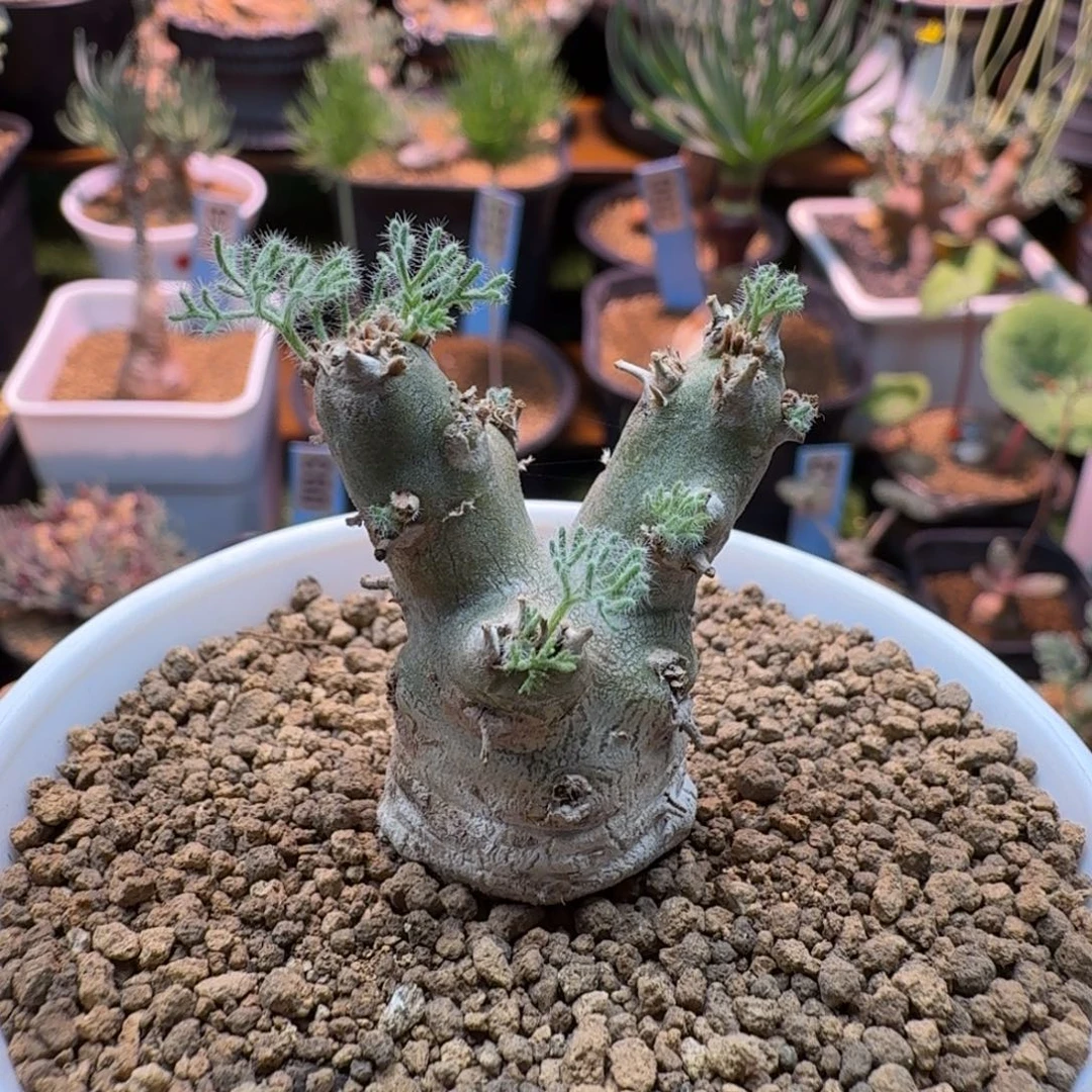 白皮月界757 仙人球