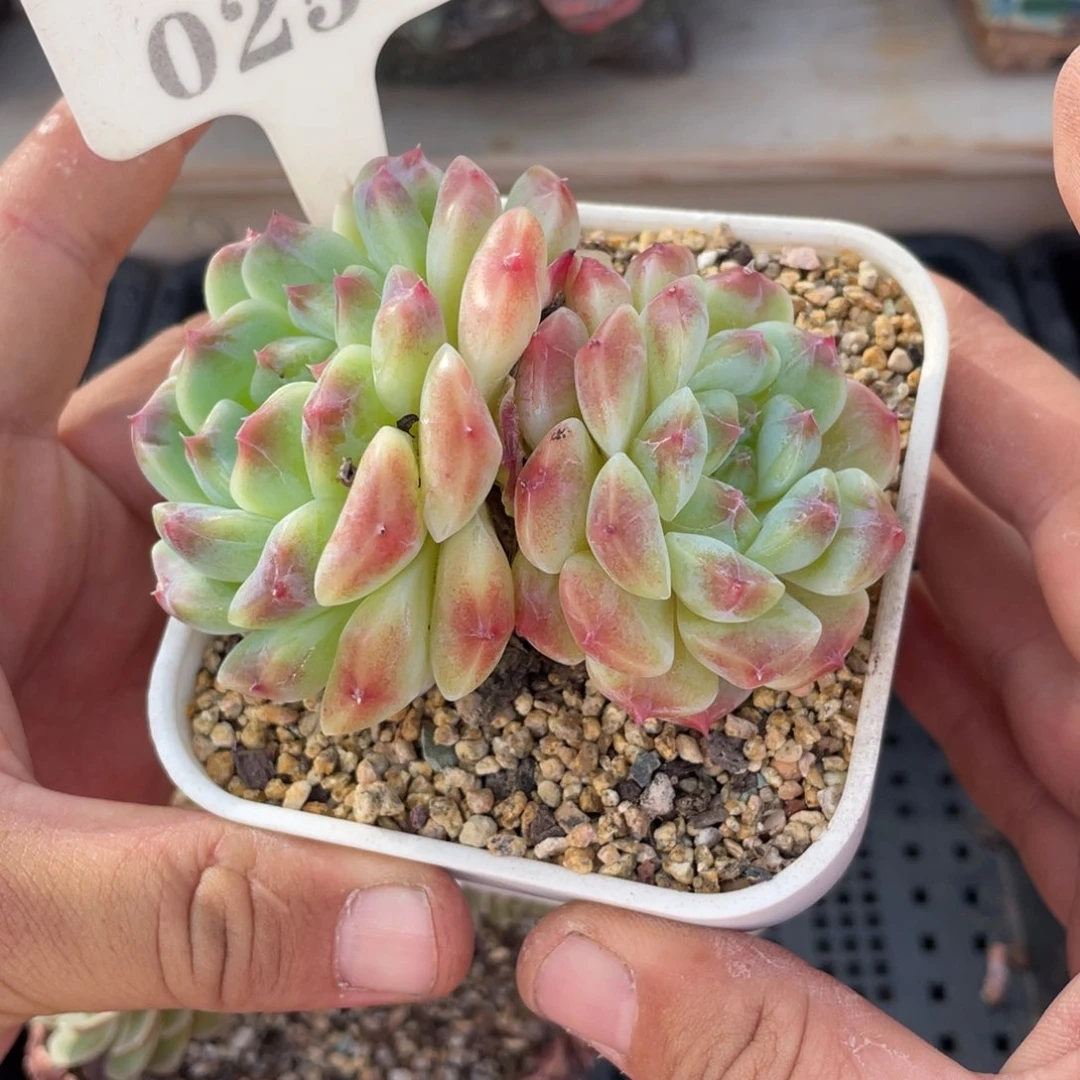 0254冰魄不带盆9厘米