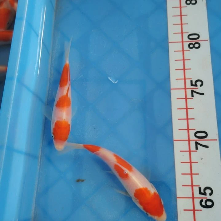 海水顺丰包邮开箱包活1