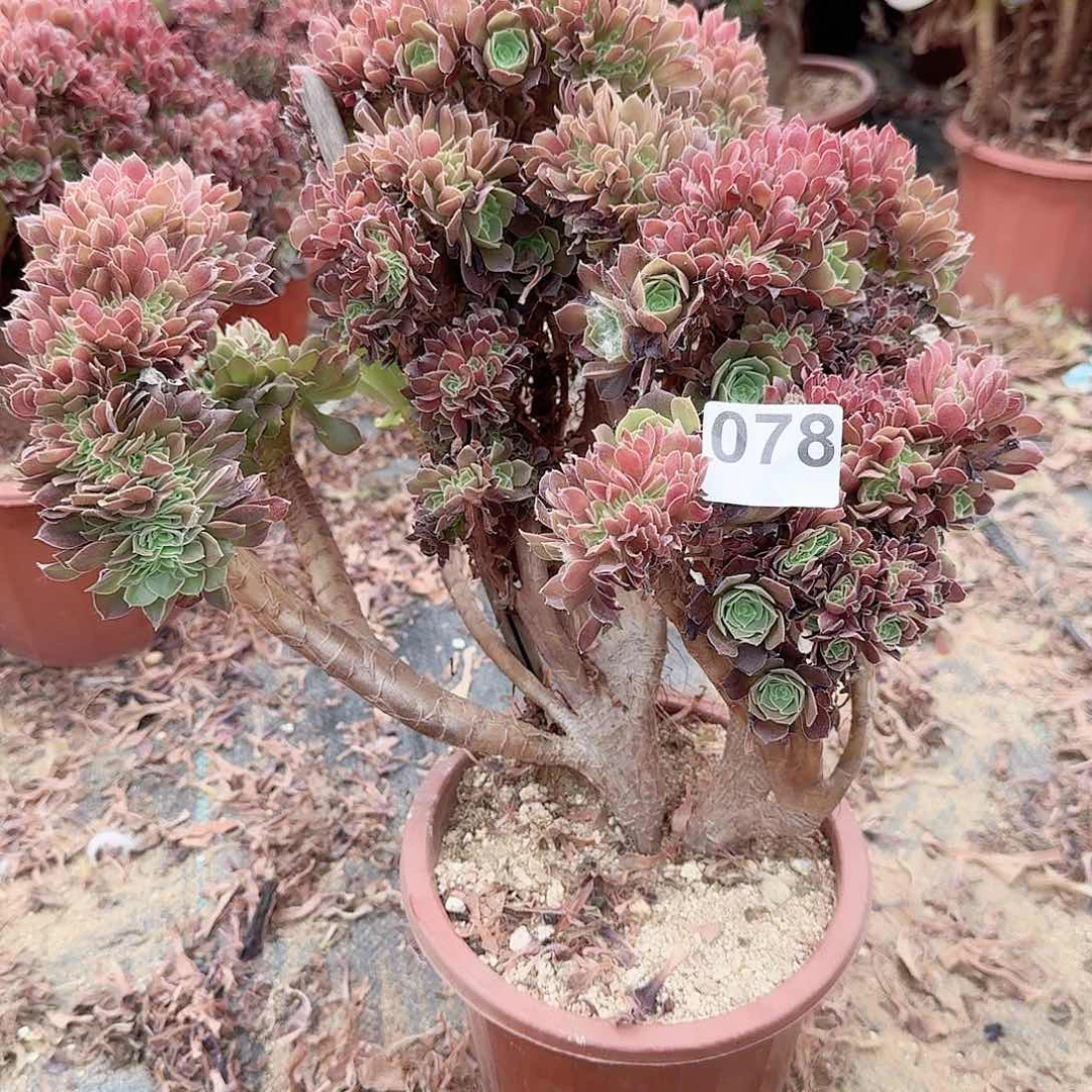 078玫瑰一颗呀呀