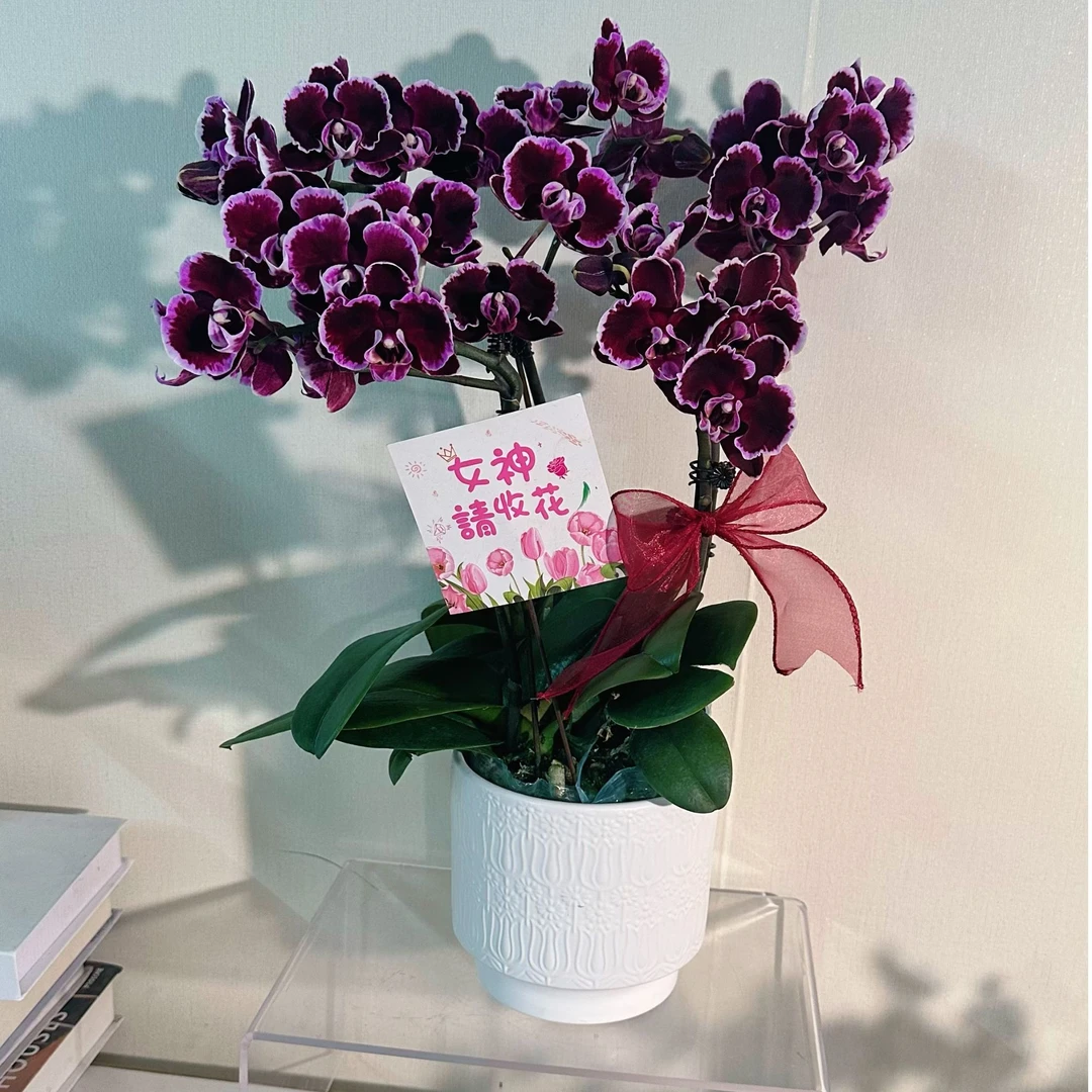 【拉丁舞裙组盆】厚花瓣（欧品）桌面花型蝴蝶兰盆栽花卉欧洲进口珍稀