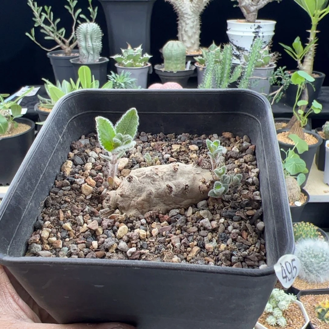 断崖香妃5+一物一拍默认脱土发