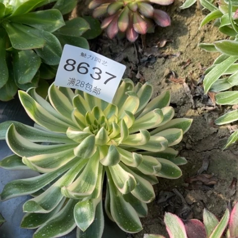 青莲多肉多肉8637