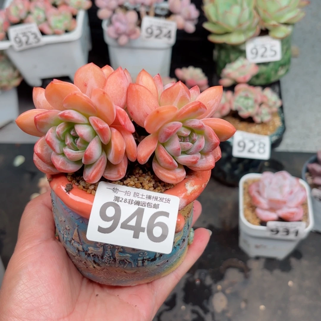 全明星老桩无盆土发货