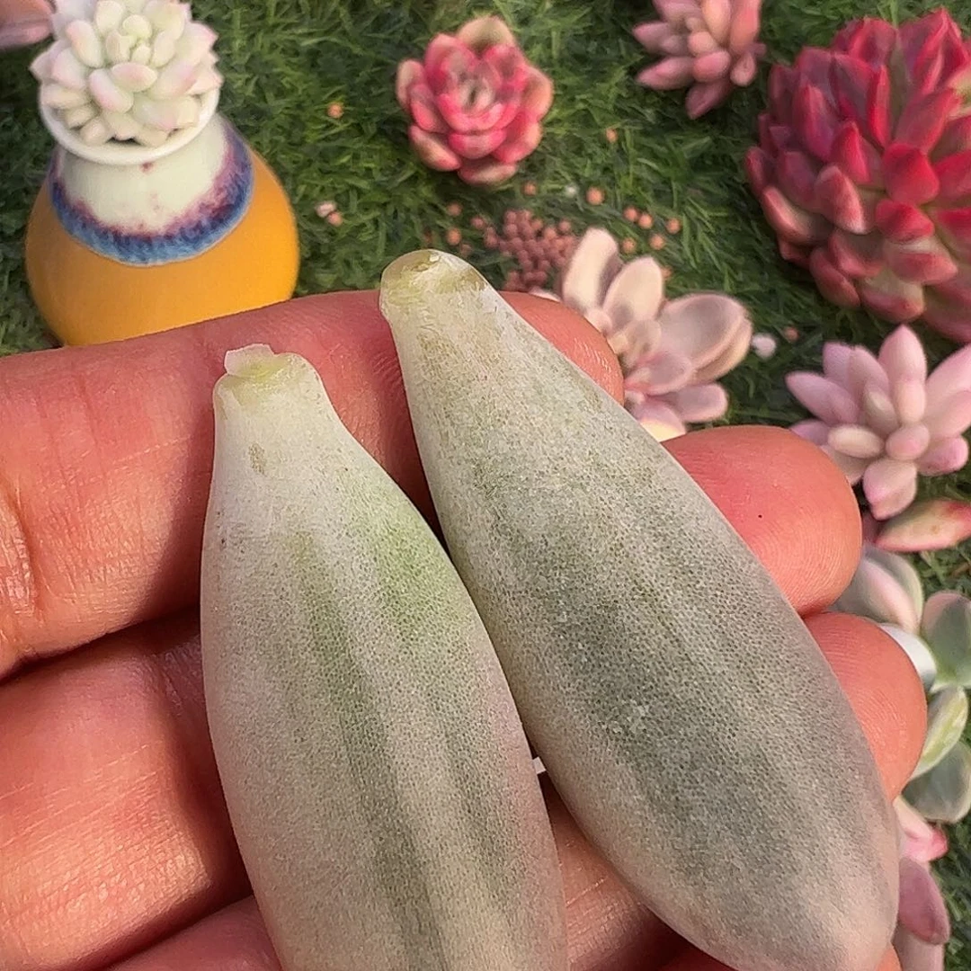 兔***糖多肉植物多肉植物