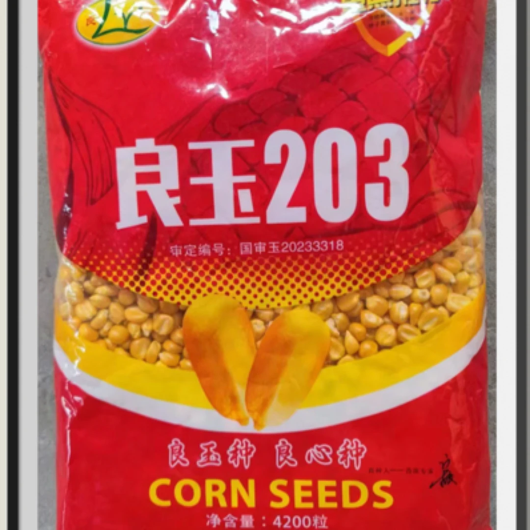 密植良玉203玉米种 不空棵不花粒不秃尖