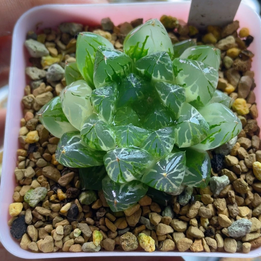 11.十二卷多肉水晶实生玉露锦。