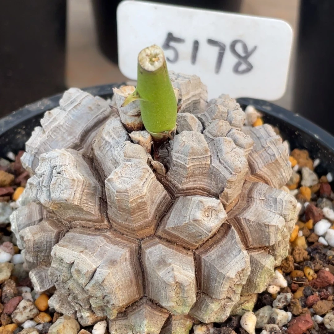 剑甲，龟甲龙，块根