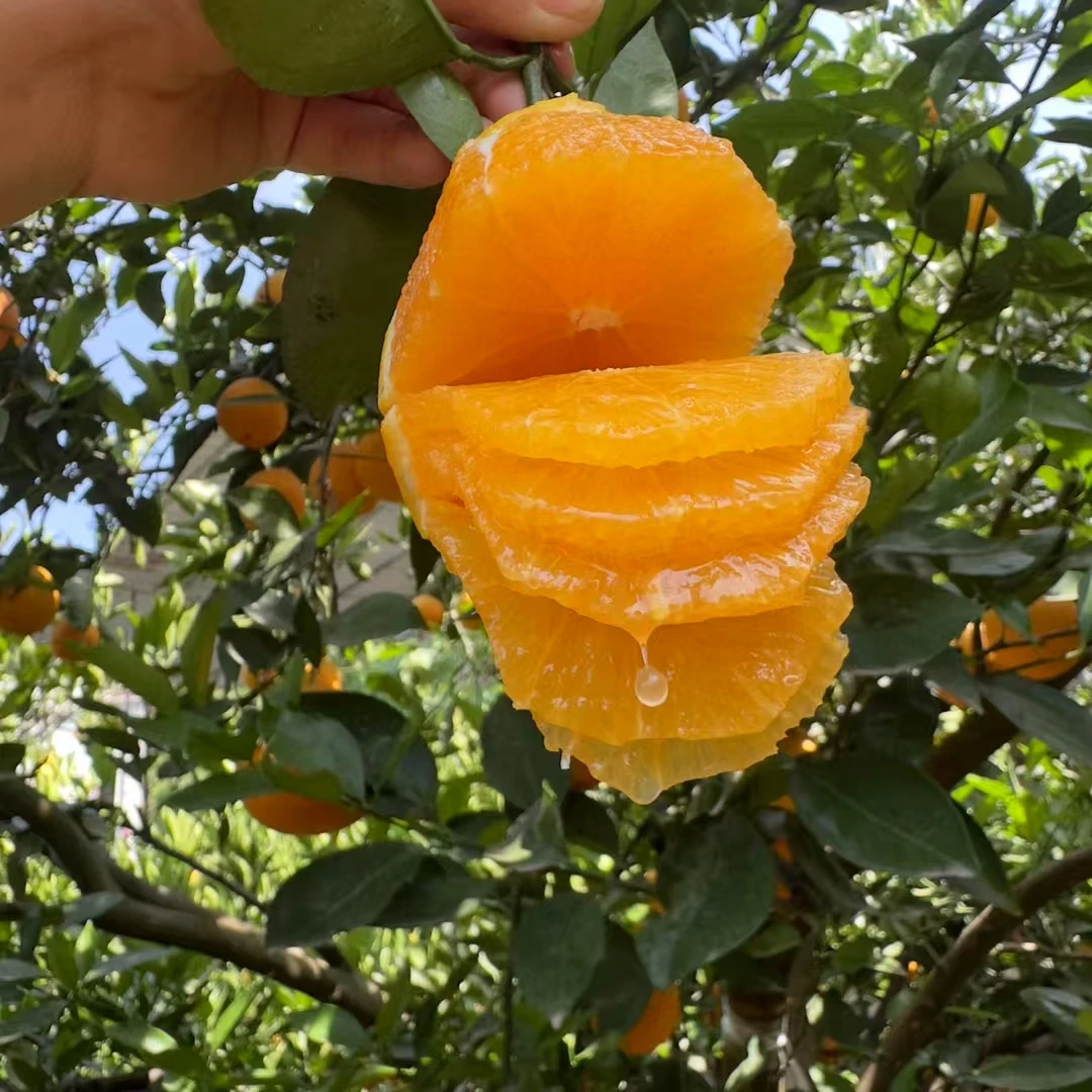 G湖北正宗伦晚脐橙5/10斤应季水果细腻爆汁现摘春橙产地直销
