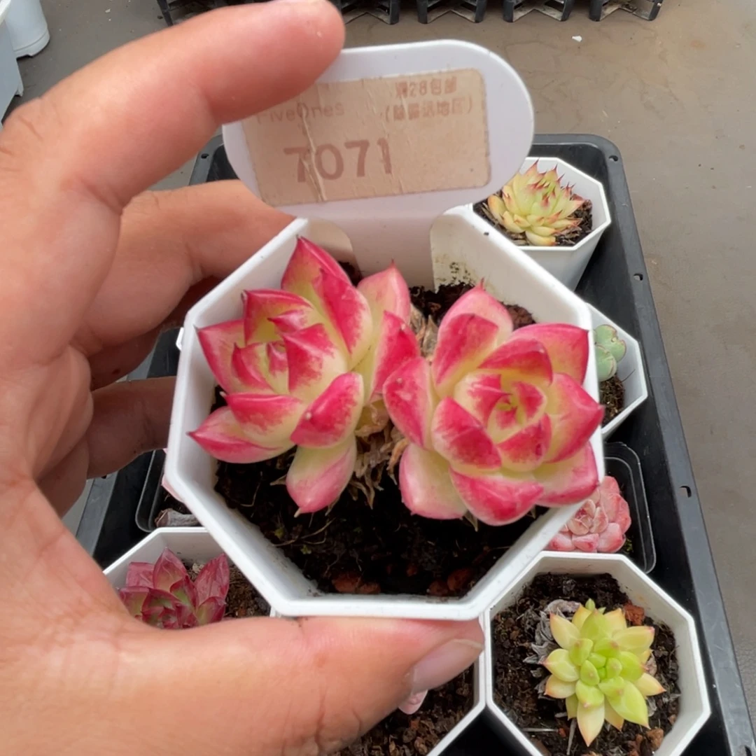 7071 梦幻5.0厘米