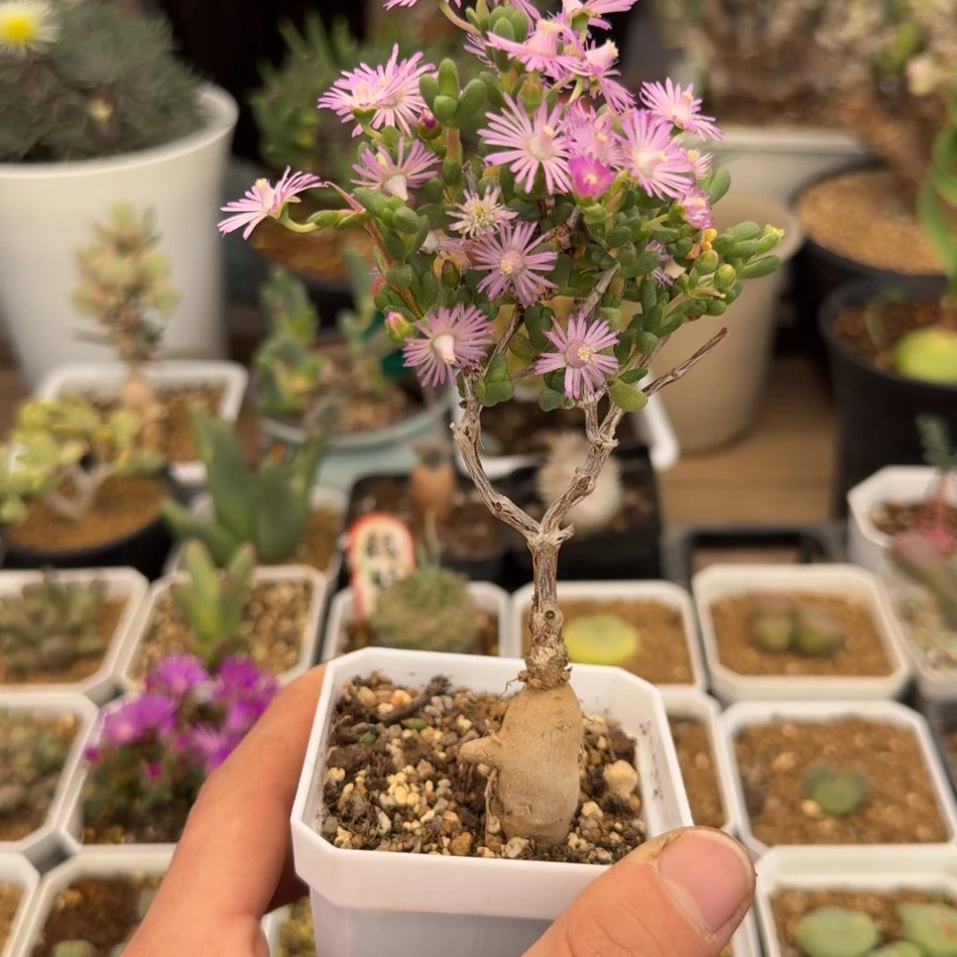 吻*爱心嫁接多肉。