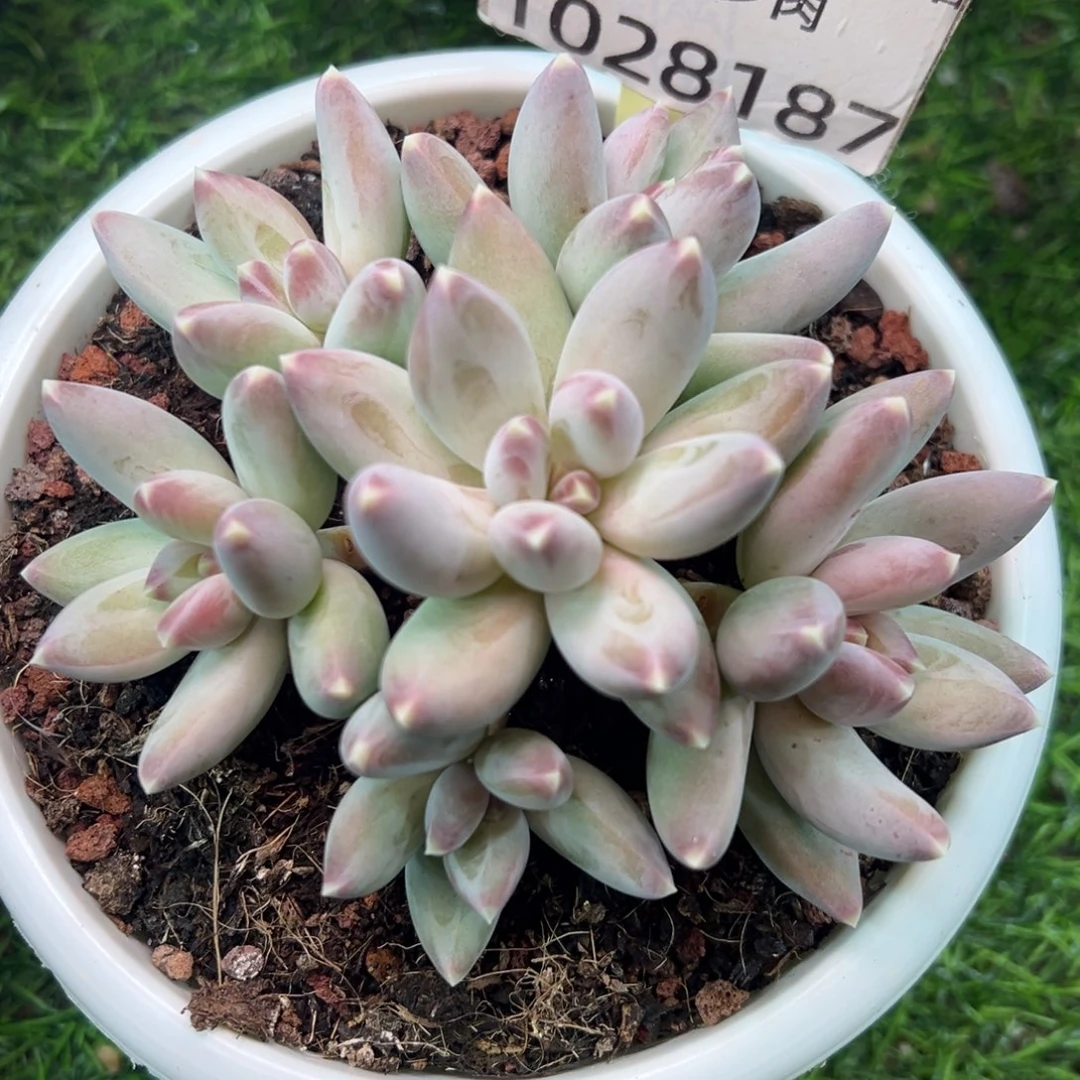 1028187 松果美人手捧平头精控