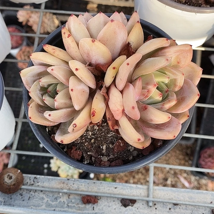 @*子香槟3578990”l l l l m