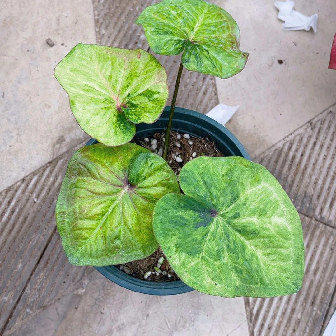 完全开放泰彩一物一拍189