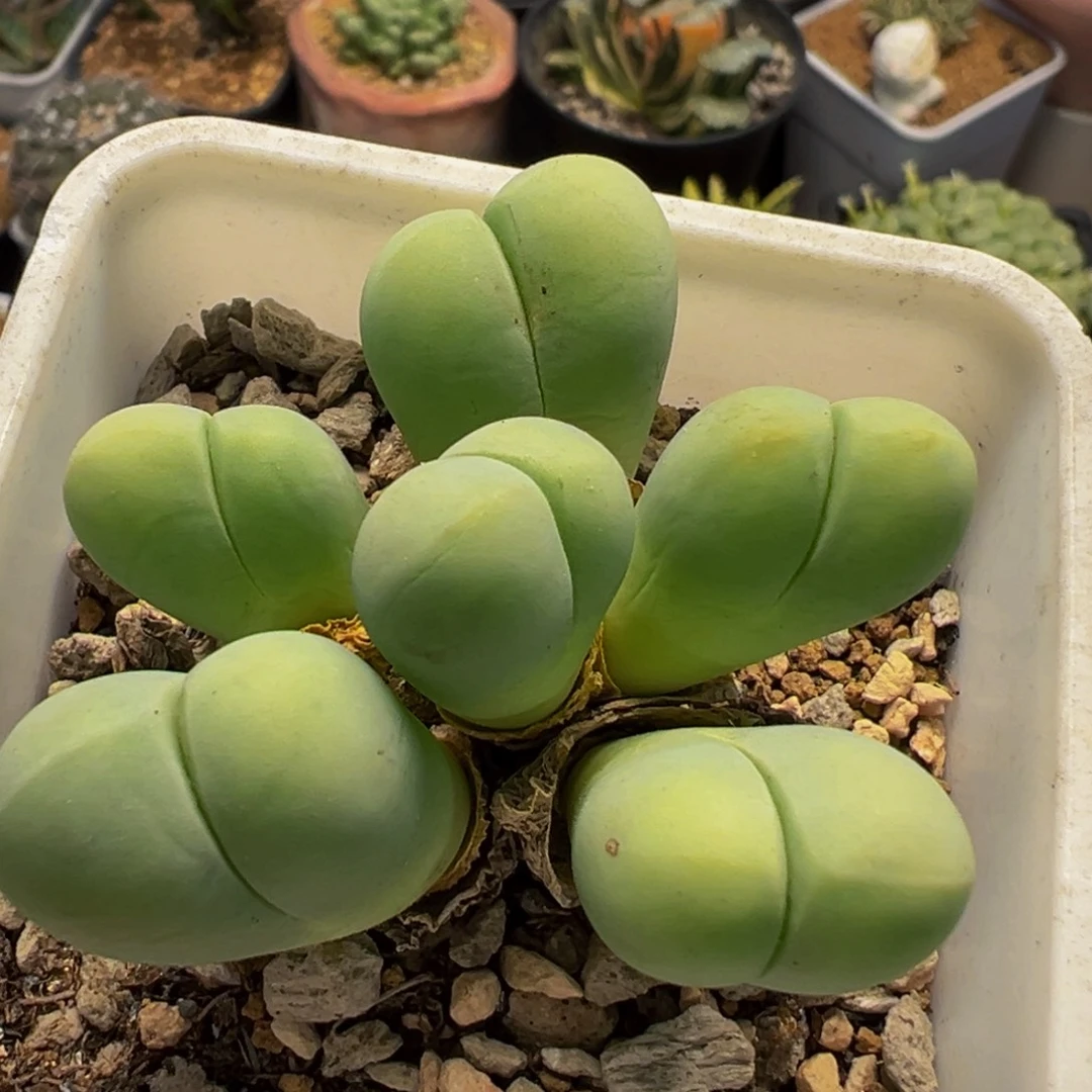35多肉植物百科植物