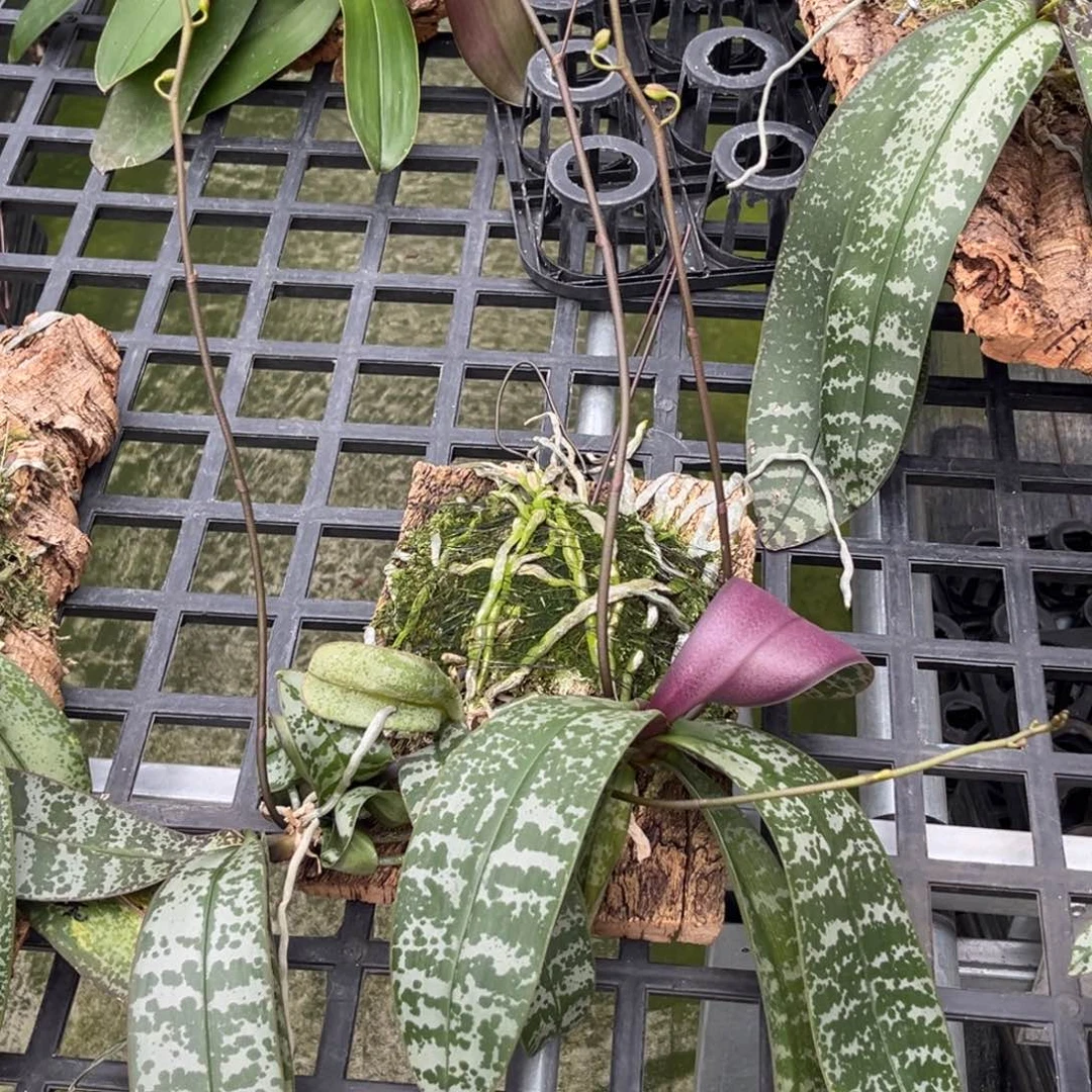全部花苞板值山採花苞株