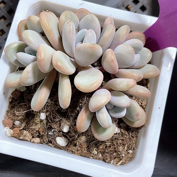 多肉植物粉兔1979