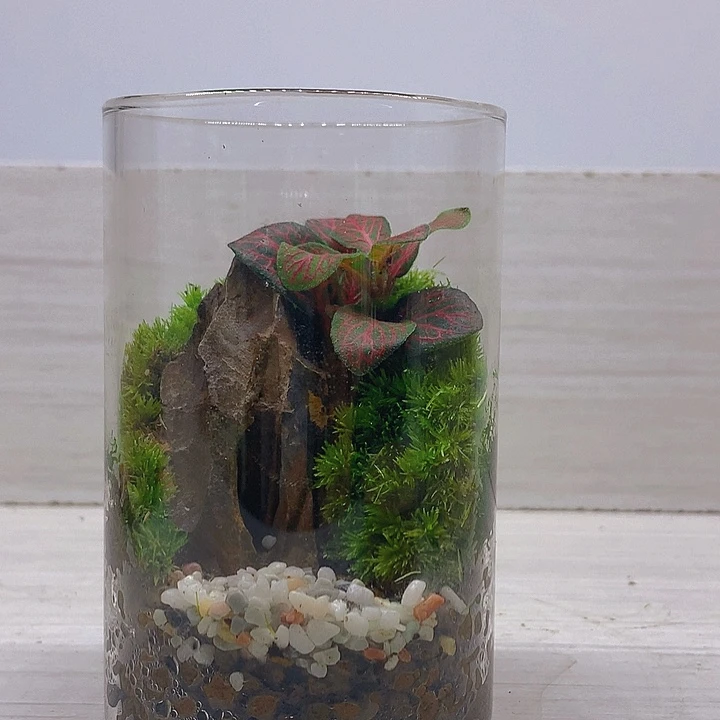 无花朵尽心瓶子微景观