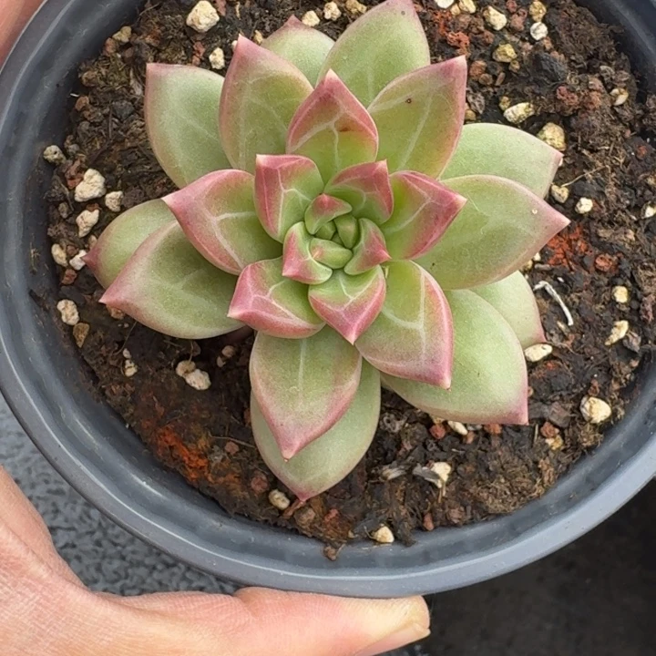 美人杂交 一物一拍