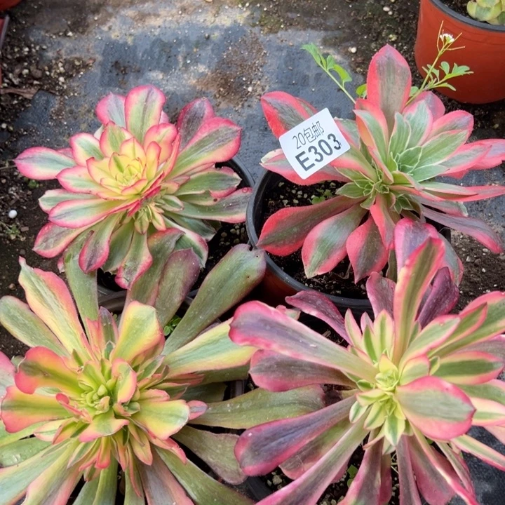 多肉植物303种植物