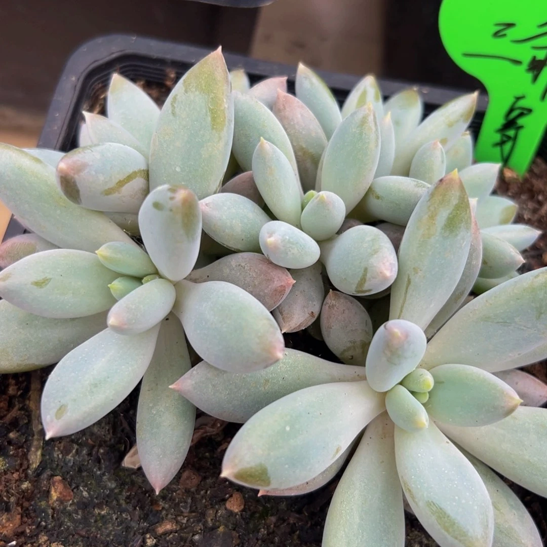 三***薇彩体哥特一颗寄养