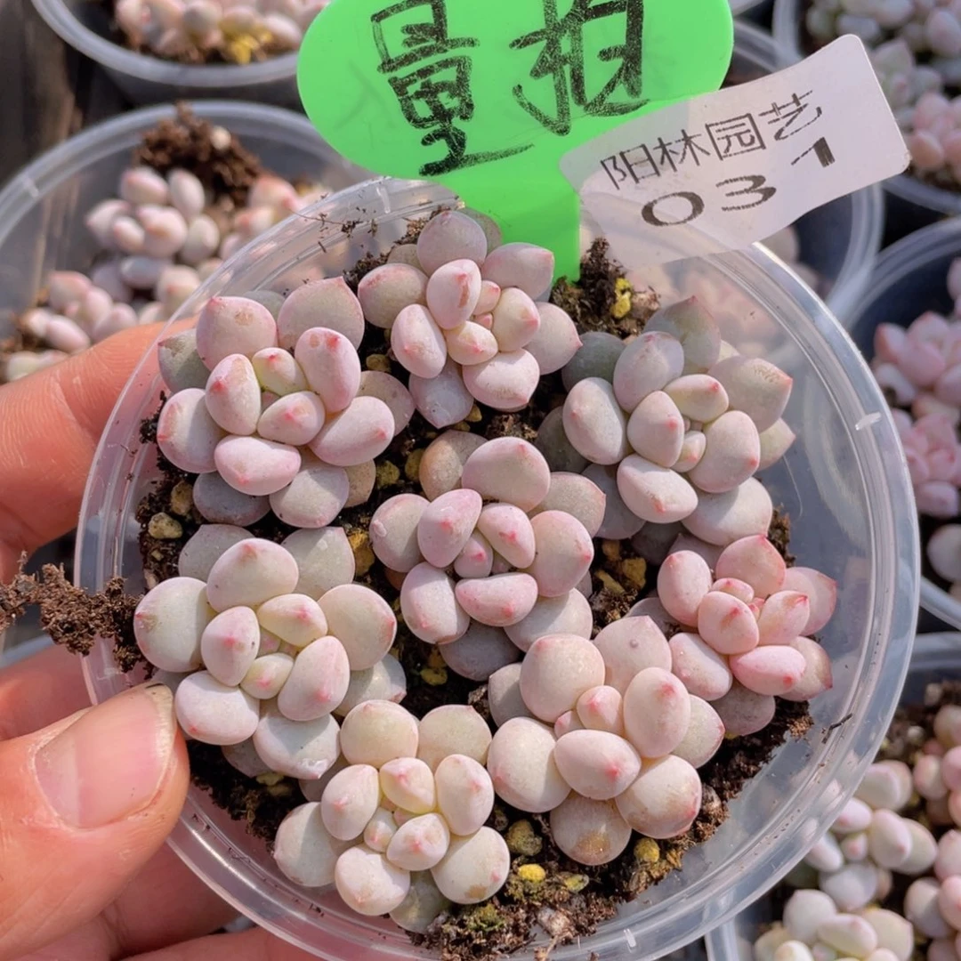 量拍多肉植物多肉植物31