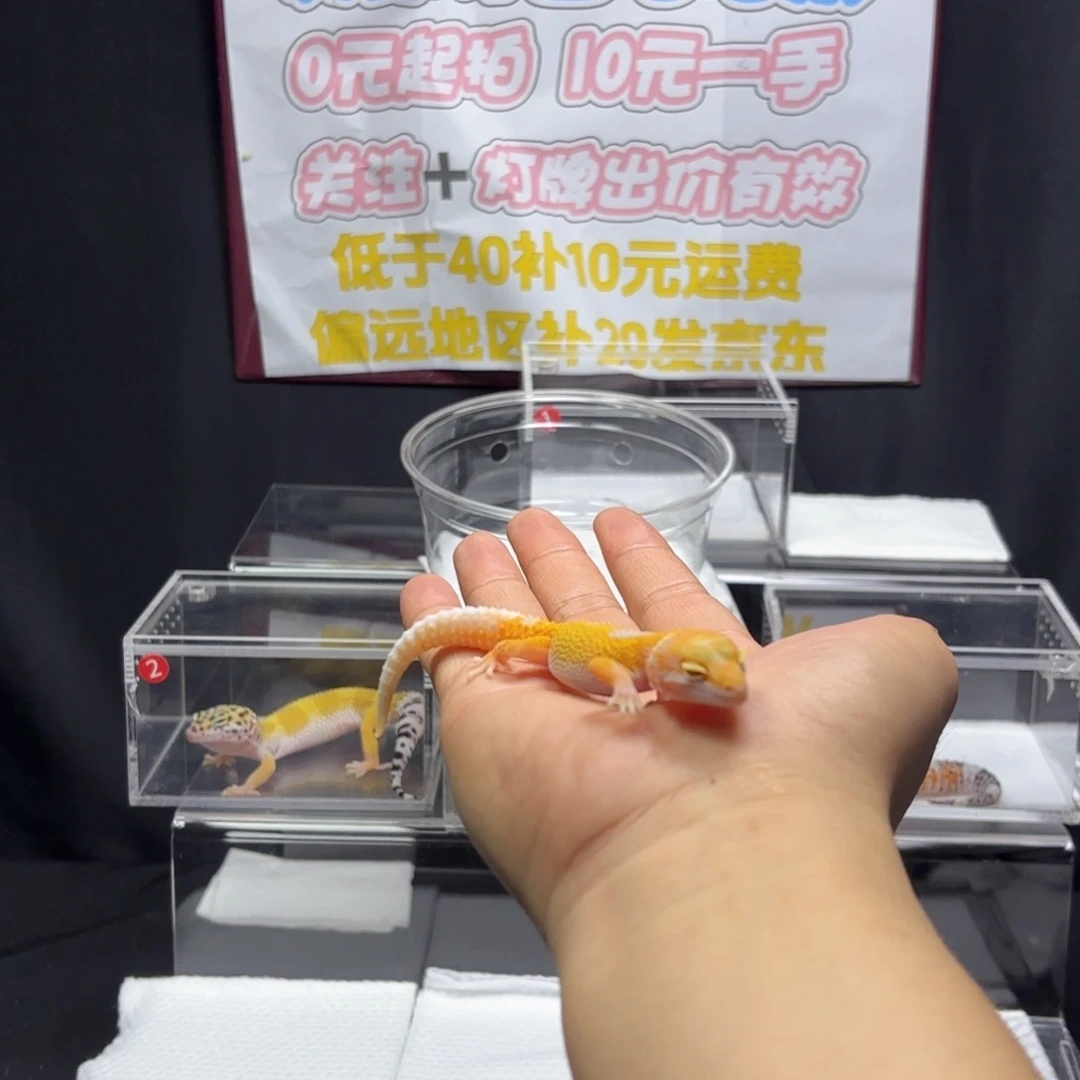 豹纹守宫川普暴龙