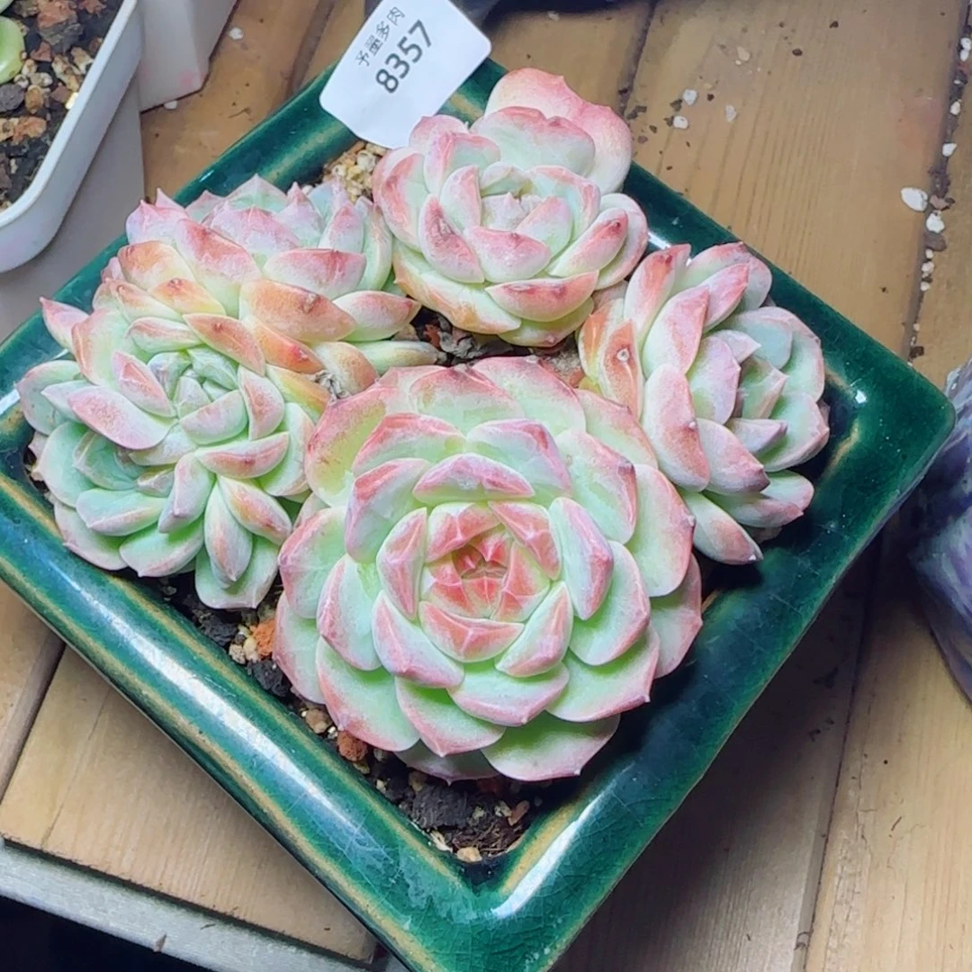 梦幻泡影，8357多肉植物
