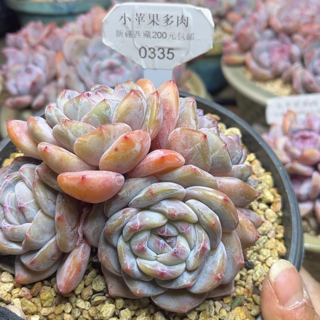 绿底紫心335/11cm4头