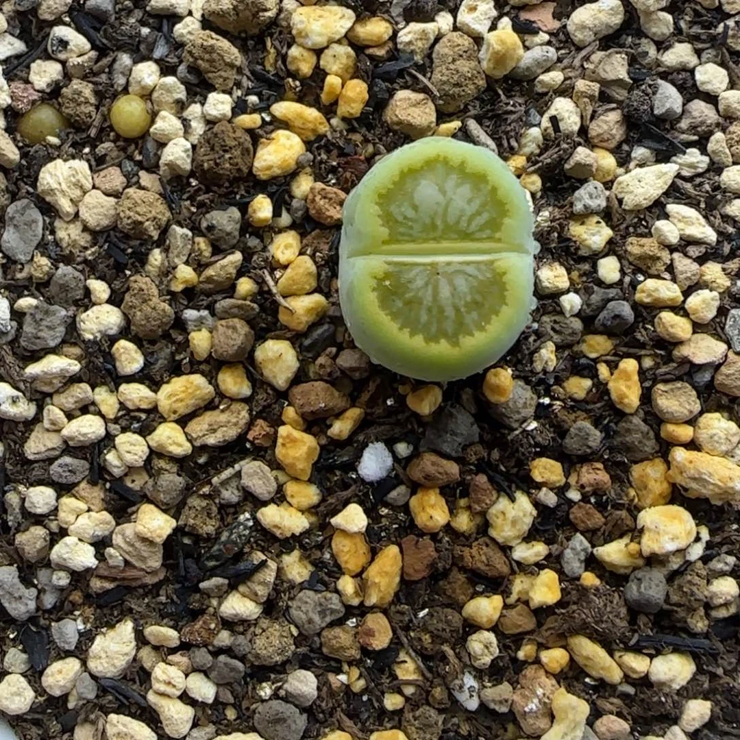 732开播福利一颗绿菊30包邮