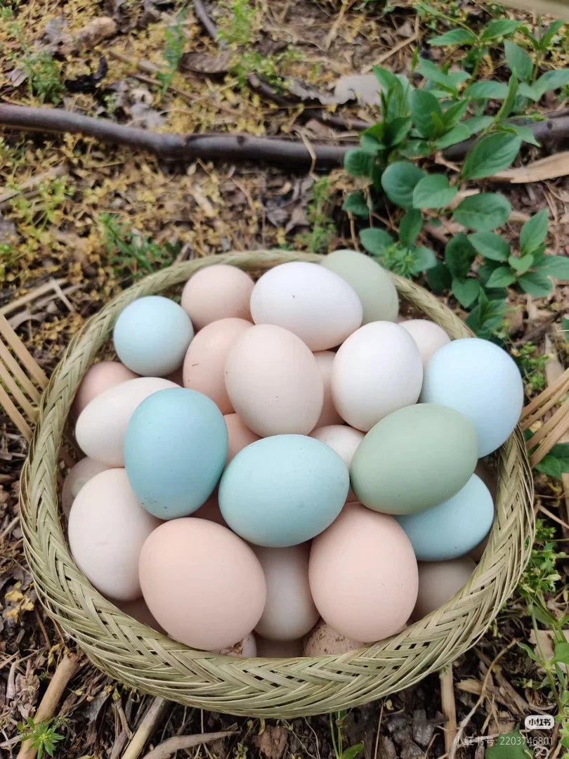 纯粮食喂养跑山鸡妈妈下的蛋粉绿混装30/50/100枚京东包邮