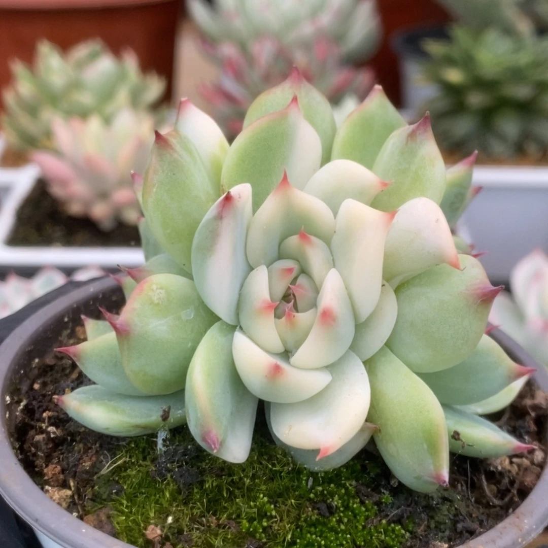 111锦锦锦锦锦锦锦锦