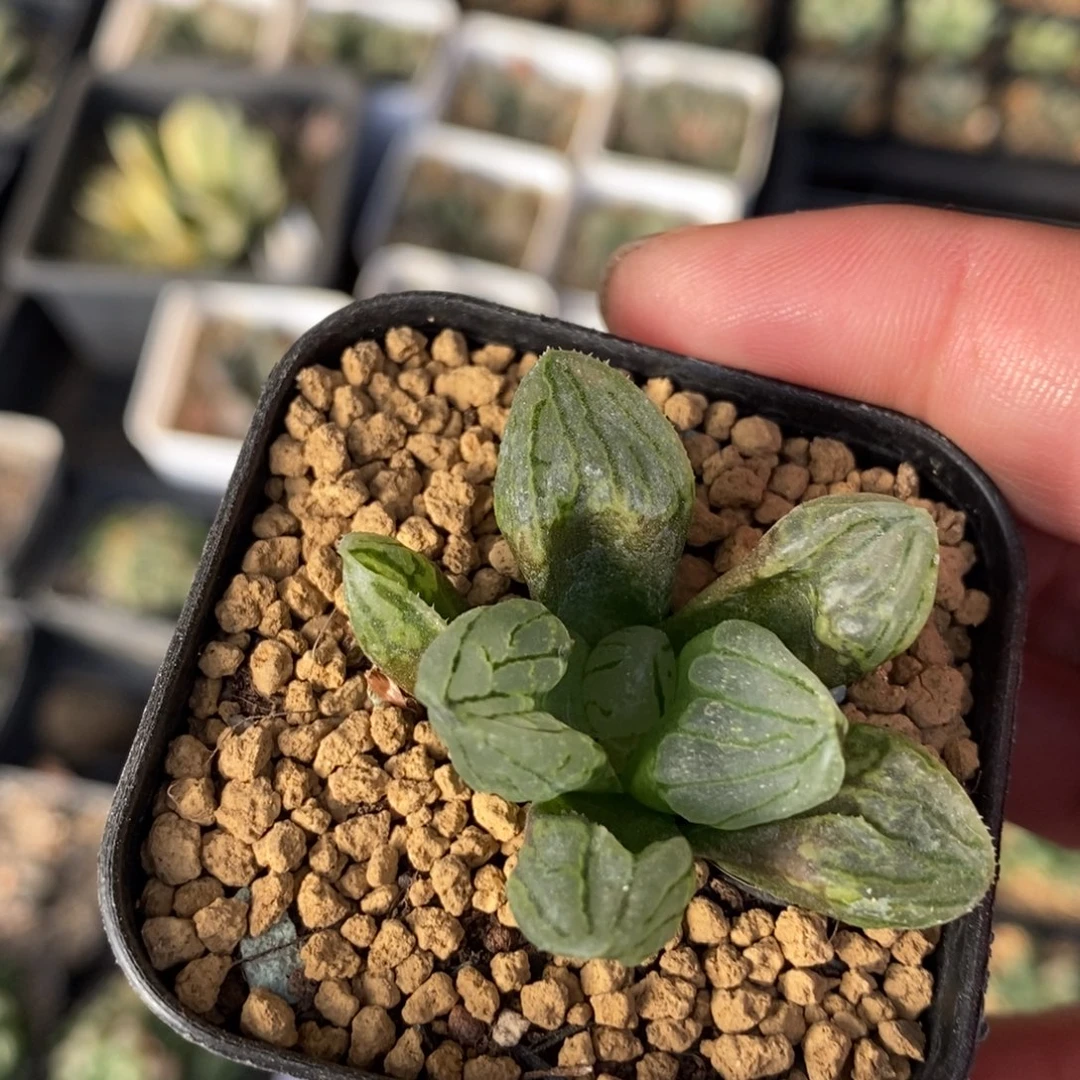 306 一颗裹杂 魔界 新年福利