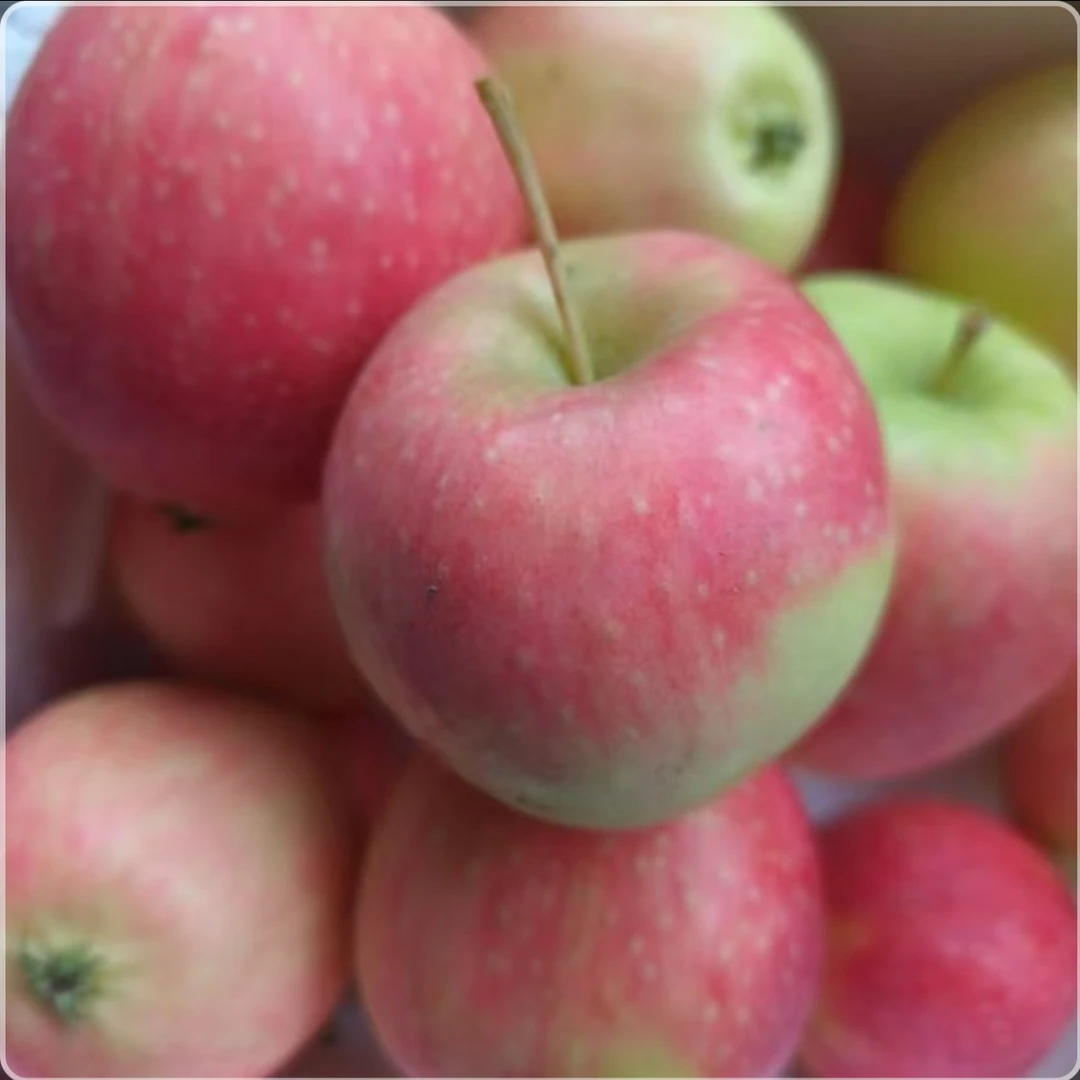 【顺丰】自家果园小苹果脆甜多汁应季水果