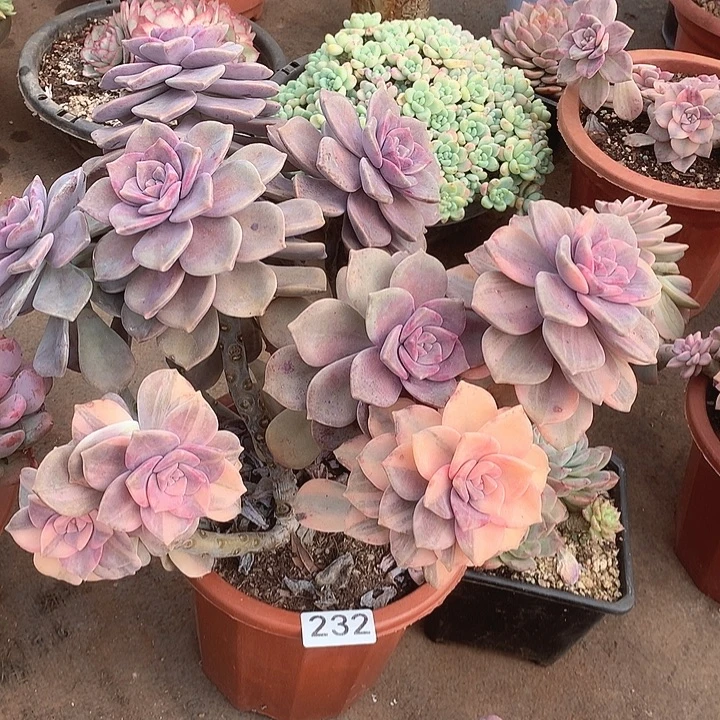 232紫乐锦一物一拍多肉