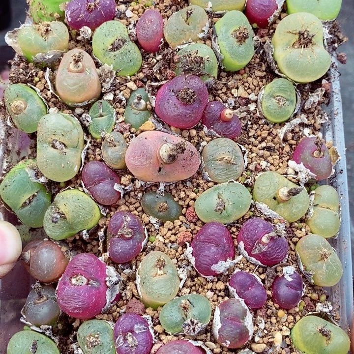 搞*珍我是一只小小鸟地域鬼的783