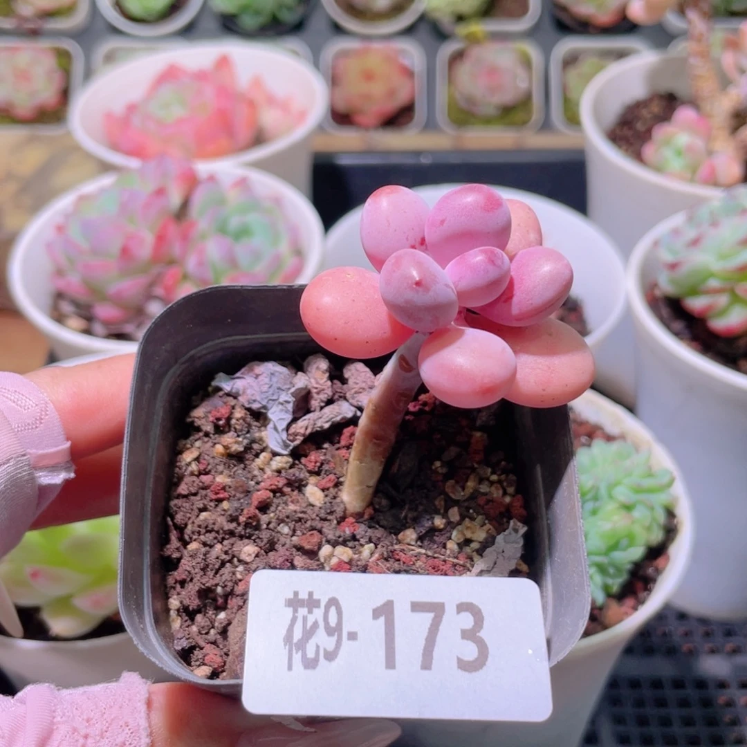 花利美9-173桃蛋单头