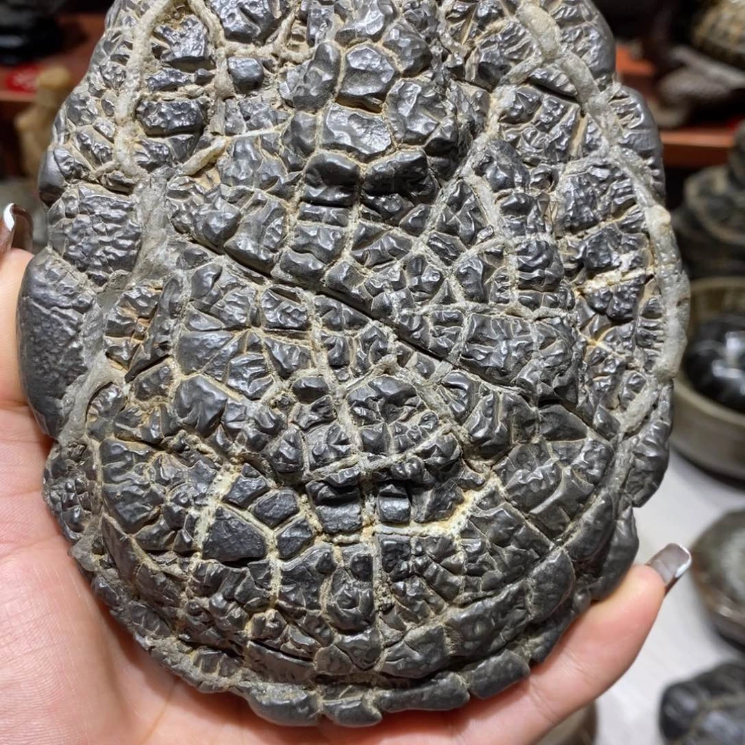 假***花龟纹石原产地直播