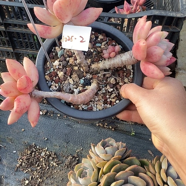 是***希多肉植物桃花源1025-2