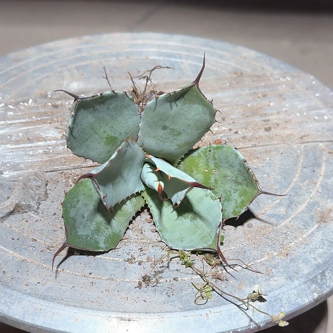 福克斯龙舌兰一一