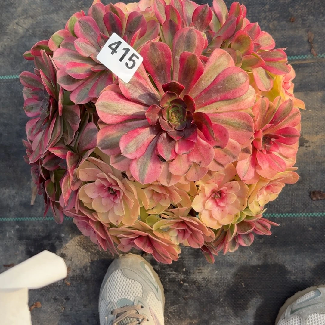 415巨大雨河多肉植物努力