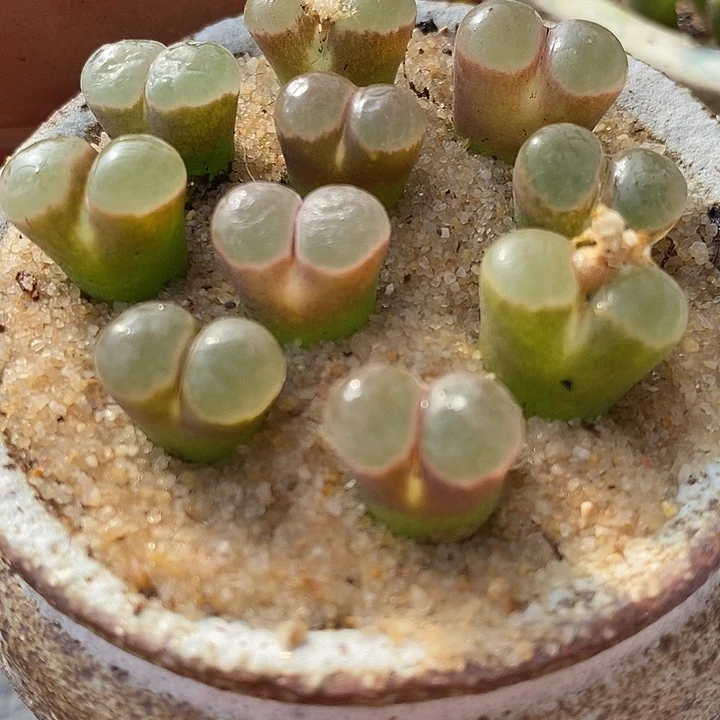 熊猫磁铁风铃1颗买2送1
