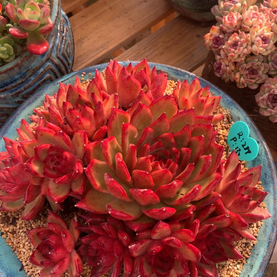 粉砖啊啊啊啊啊啊啊