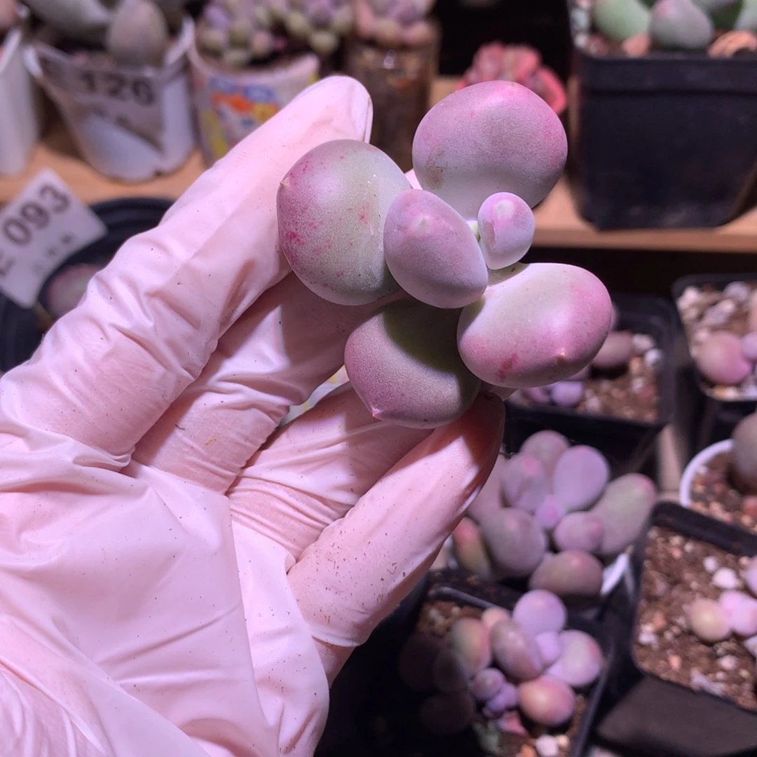 奶酪多肉，小屁桃奶酪